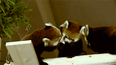 24 Red Pandas That Will Teach You How To Live Like a Boss InyMiny