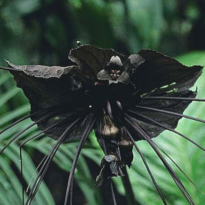 10a. Bat Flower (Tacca Chantrieri)