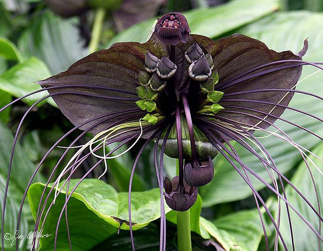 10b. Bat Flower (Tacca Chantrieri)2