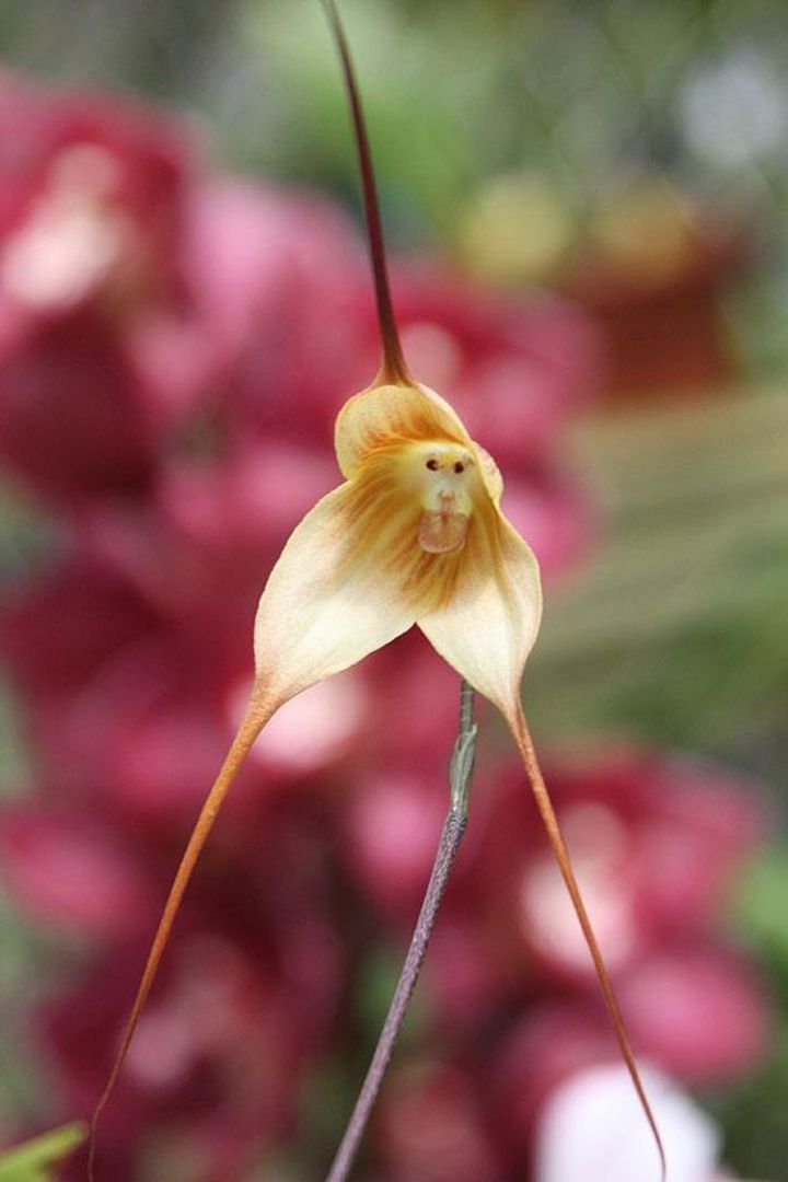 16a. Monkey Face Orchid (Dracula Simia)