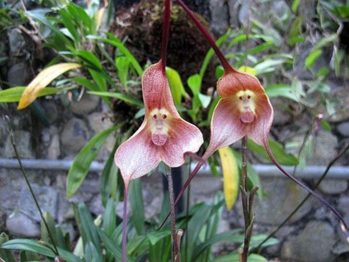 16b. Monkey Face Orchid (Dracula Simia)2