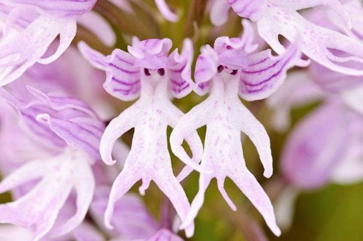 1a. Naked Man Orchid ( Orchis Italica)1