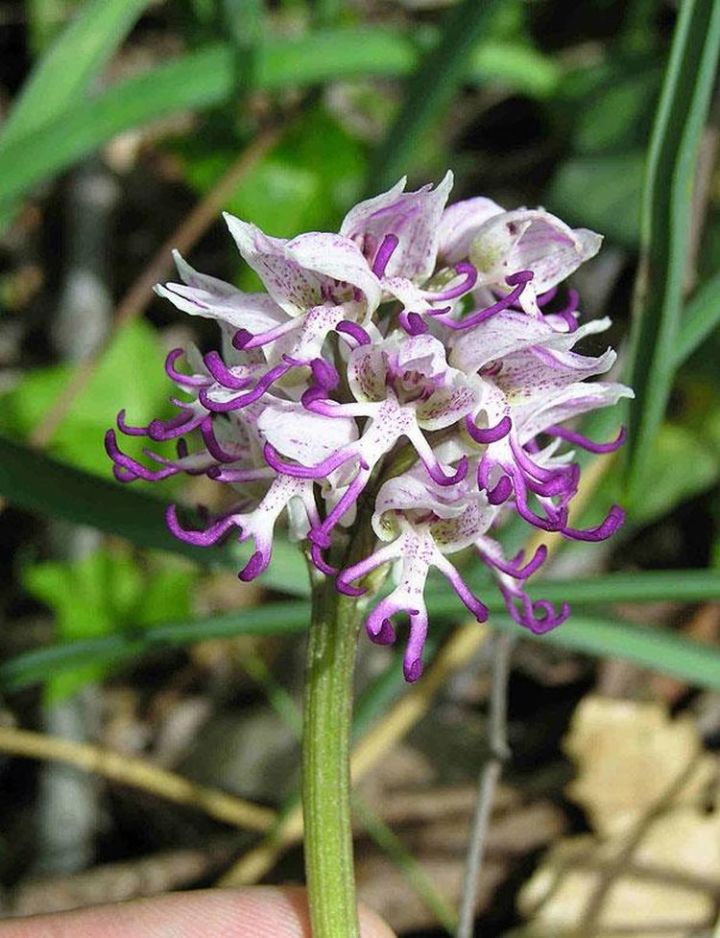 1c. Naked Man Orchid ( Orchis Italica)3
