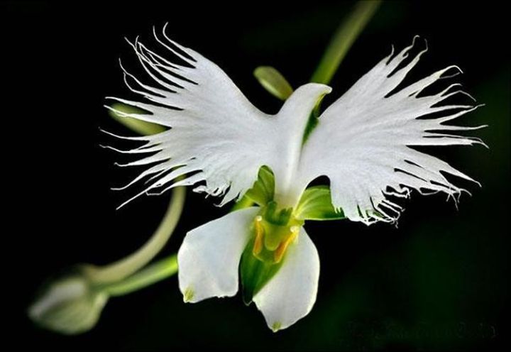 22a. White Egret Orchid (Habenaria Radiata)1