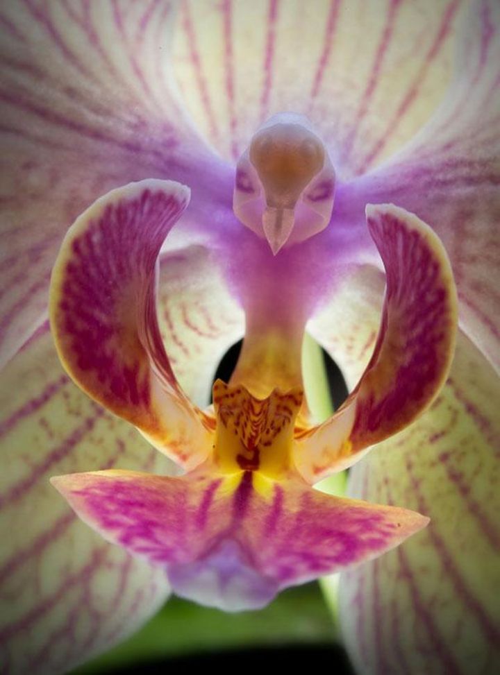 8a. Moth Orchid (Phalaenopsis)1
