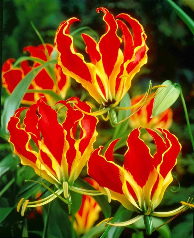 9b. Flame Lily (Gloriosa Superba)2
