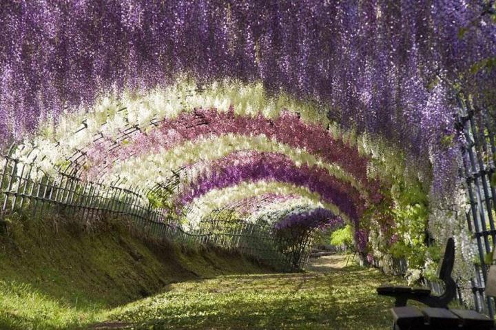 10. Wisteria Flower Tunnel - Kawachi Fuji Garden Japan