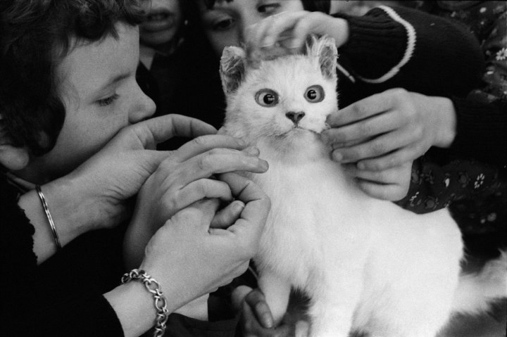 Blind kids examining a cat,1981