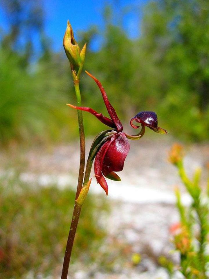 11a. Flying Duck Orchid (Caleana Major)1