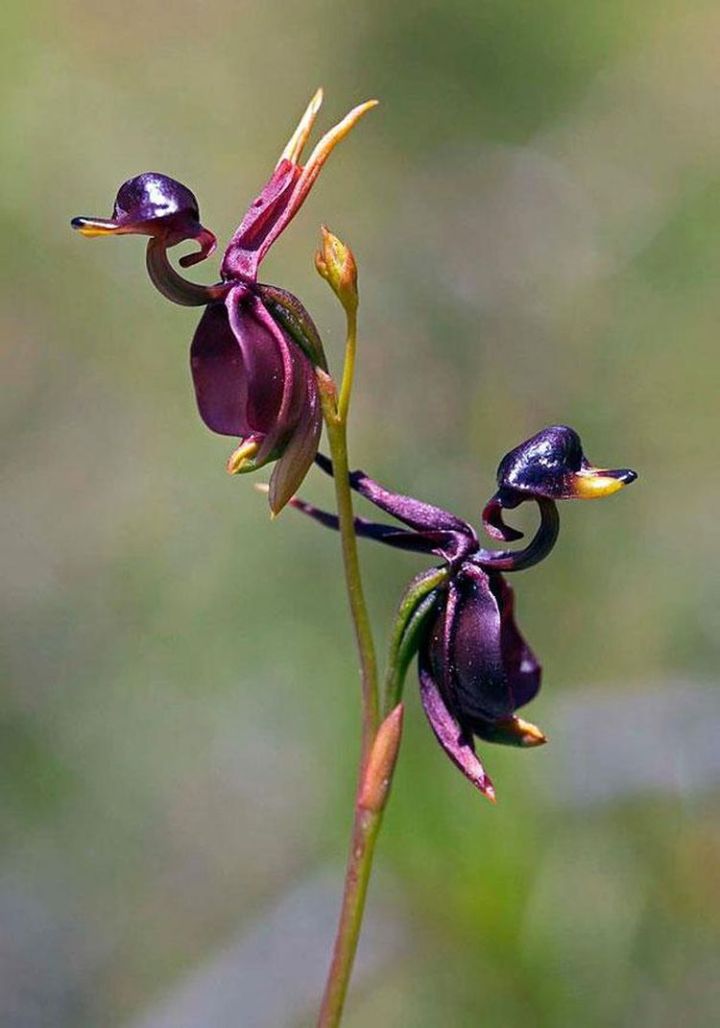 11b. Flying Duck Orchid (Caleana Major)2