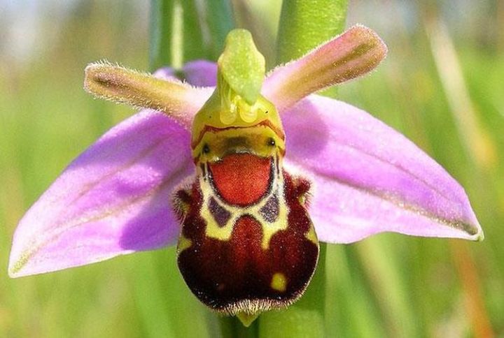 13c. Laughing Bumble Bee Orchid (Ophrys bomybliflora)3