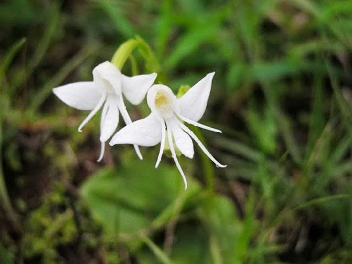 15a. Angel Orchid (Habenaria Grandifloriformis)1