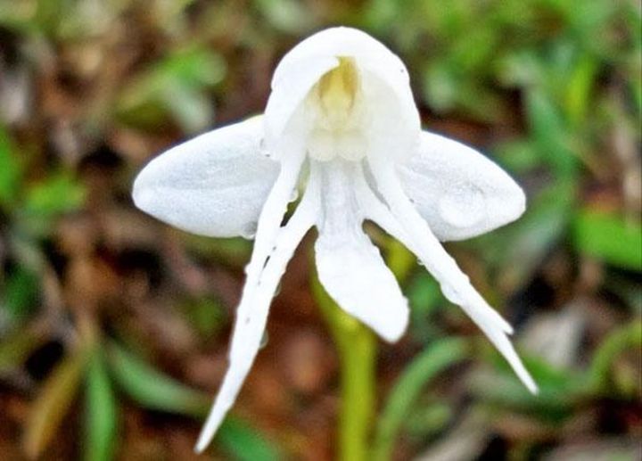 15b. Angel Orchid (Habenaria Grandifloriformis)2