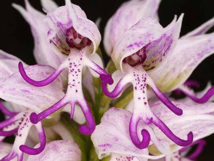 1b. Naked Man Orchid ( Orchis Italica)2