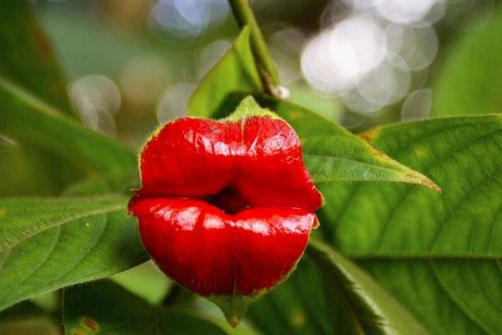 2. Hooker’s Lips (Psychotria Elata)