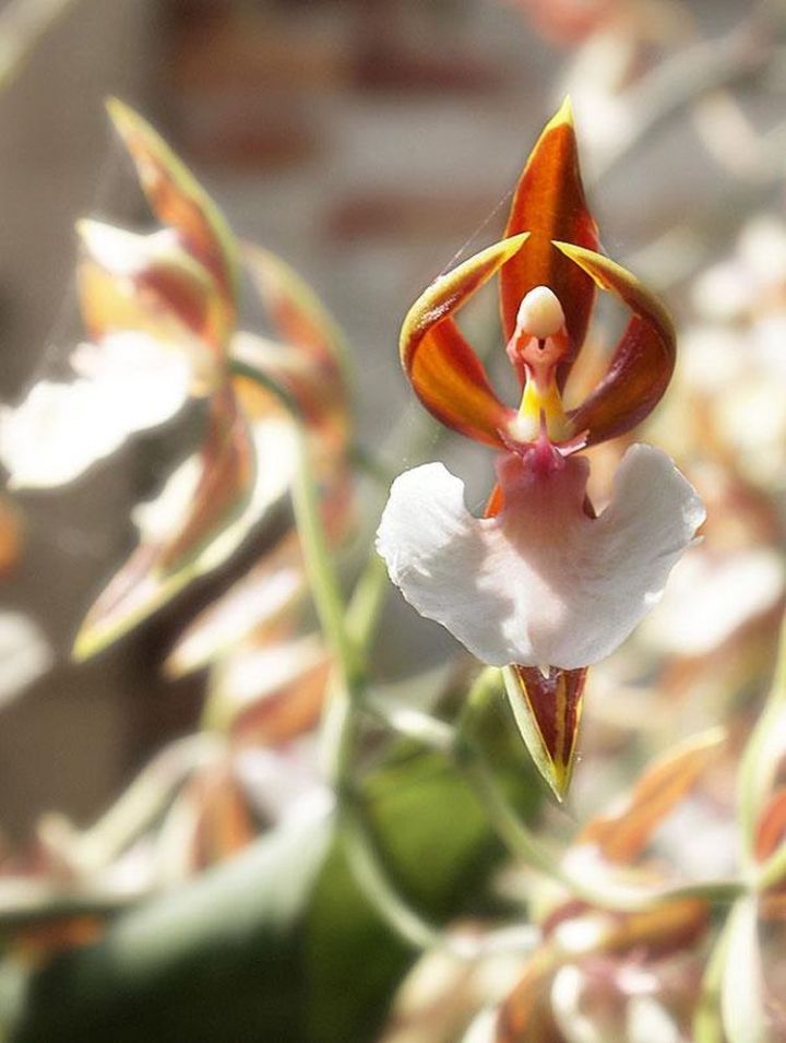 20. Orchid That Looks Like A Ballerina