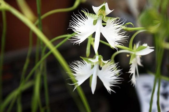 22b. White Egret Orchid (Habenaria Radiata)2