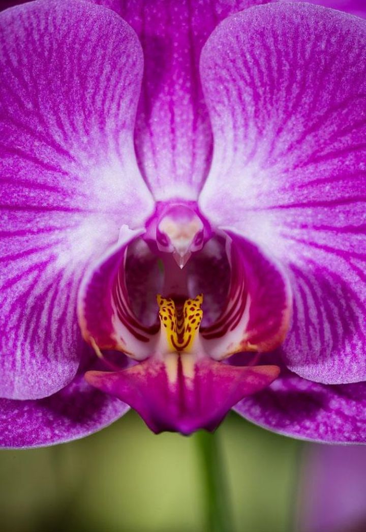 8b. Moth Orchid (Phalaenopsis)2