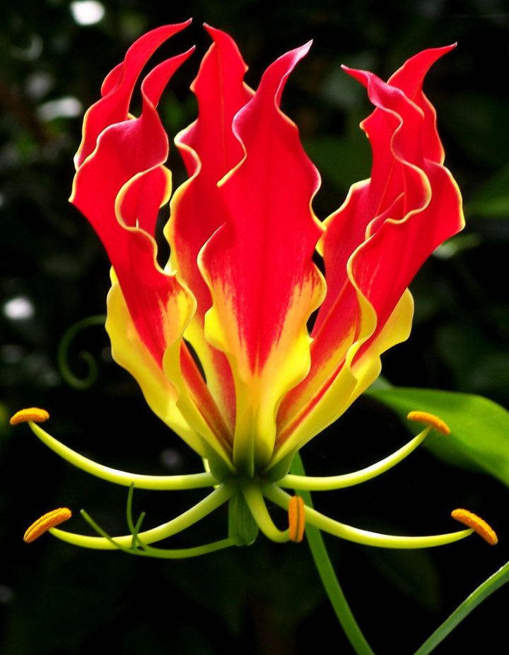 9a. Flame Lily (Gloriosa Superba)