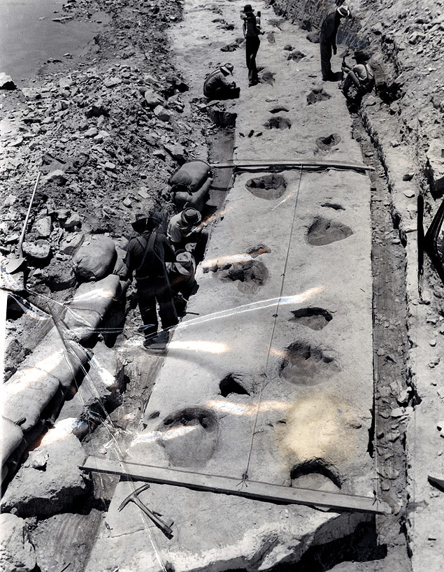 24. Dinosaur tracks in prehistoric limestone are removed from the bed of the Paluxy River in Texas. 1952
