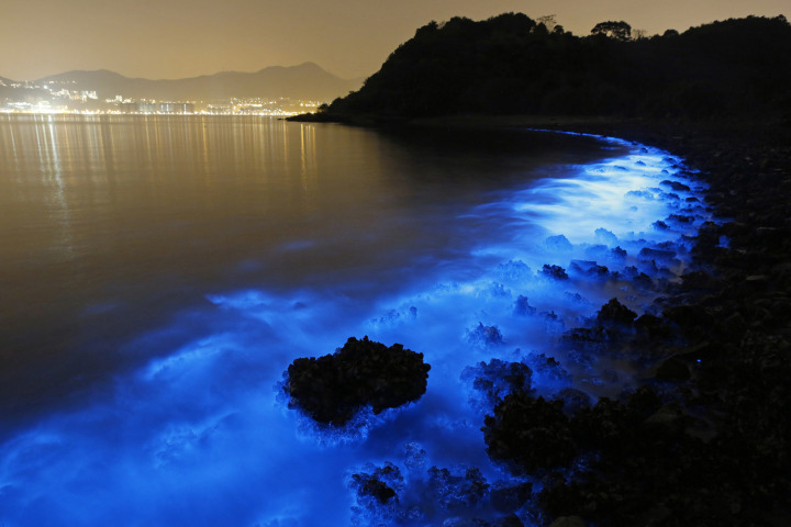 3a. bioluminescence4