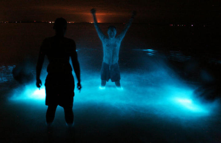 3d. bioluminescence3