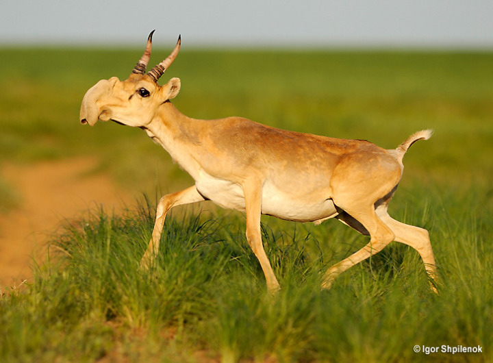 10a. The Saiga Antelope