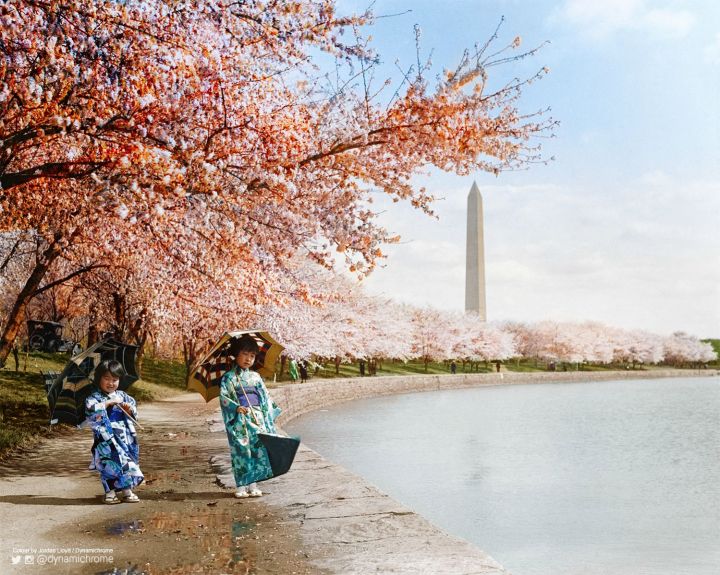 2. Cherry Blossoms, Washington DC, 1925
