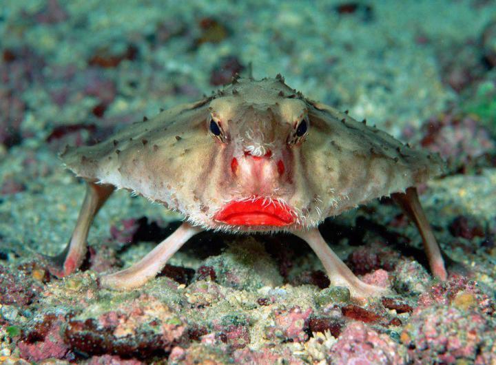2. Red-lipped Batfish