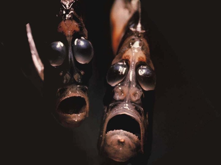 3. Deep Sea Hatchetfish