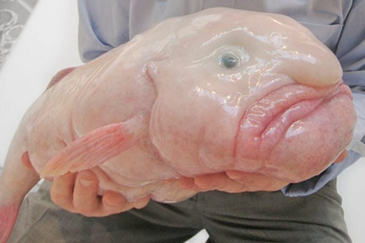 4a. Blobfish1