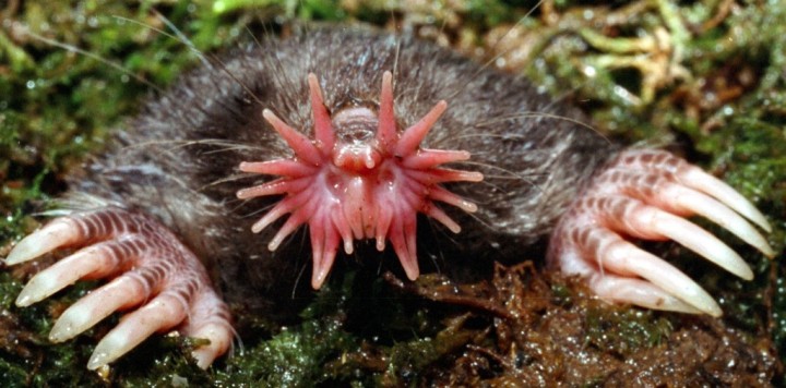 7a. star-nosed mole1