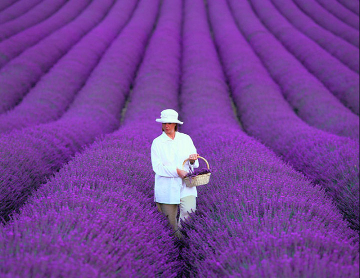 2. Lavender Fields in Provence, France1