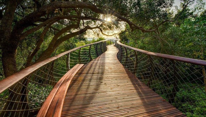 5a. Walkway Through The Forest, Capetown, South Africa2
