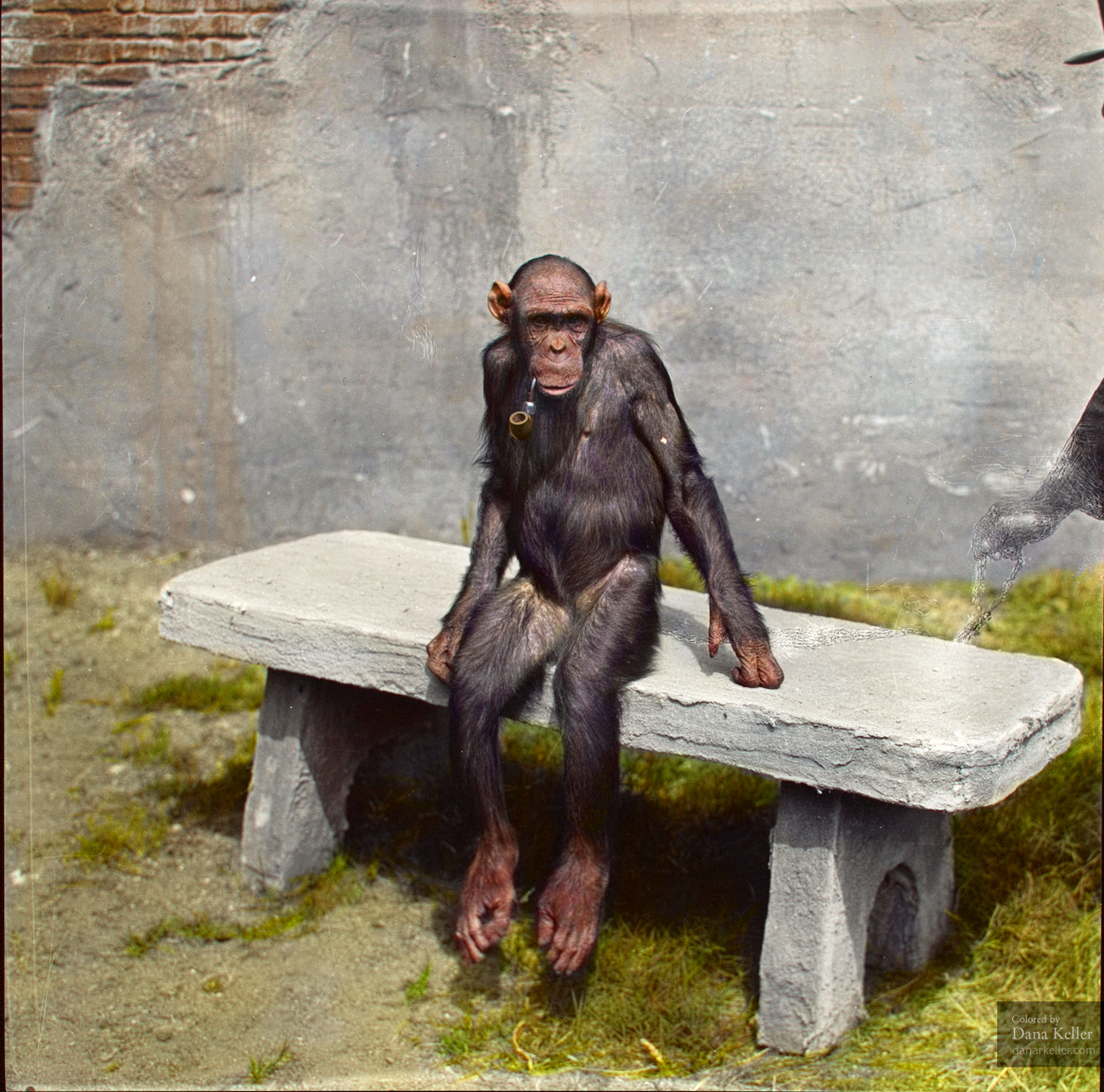8. Mary the chimp, sitting on a bench with a pipe, ca. 1940.
