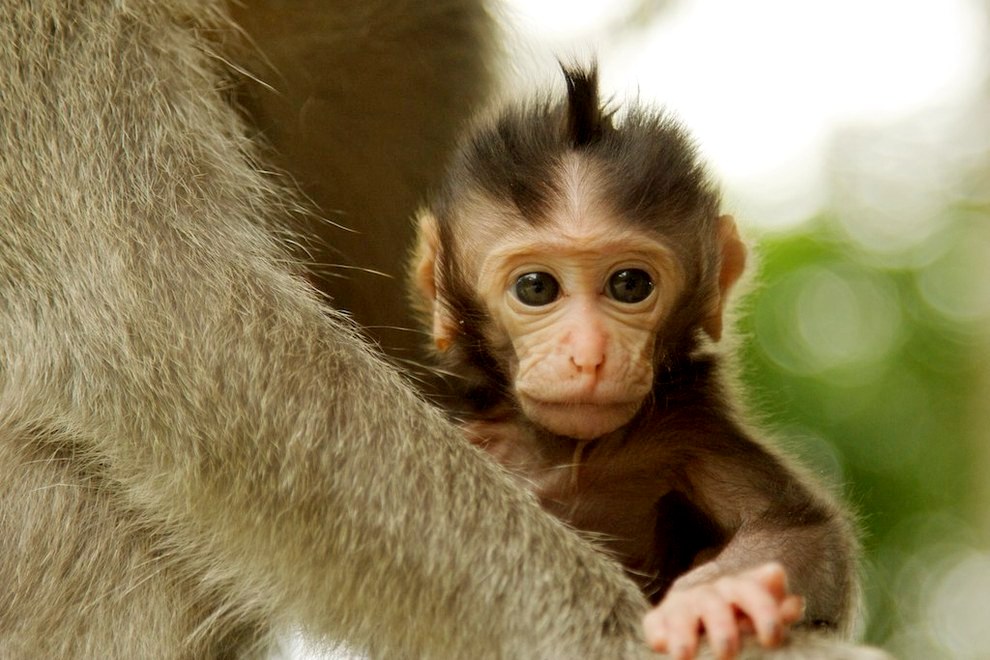 19. adorable baby monkey who lives in the Ubud Monkey Forest in Bali