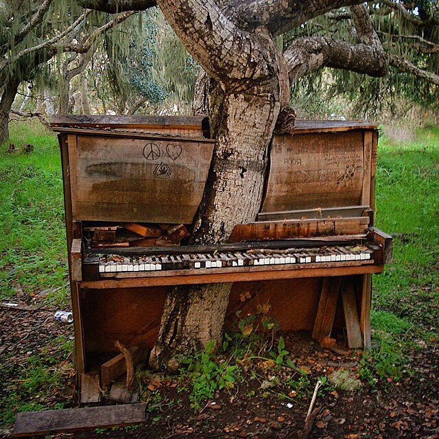 7. The Old Piano Tree, California