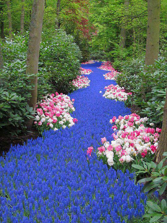 21. Holland. River of Flowers, Keukenhof