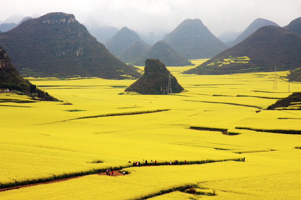27. Canola Flower Fields in China