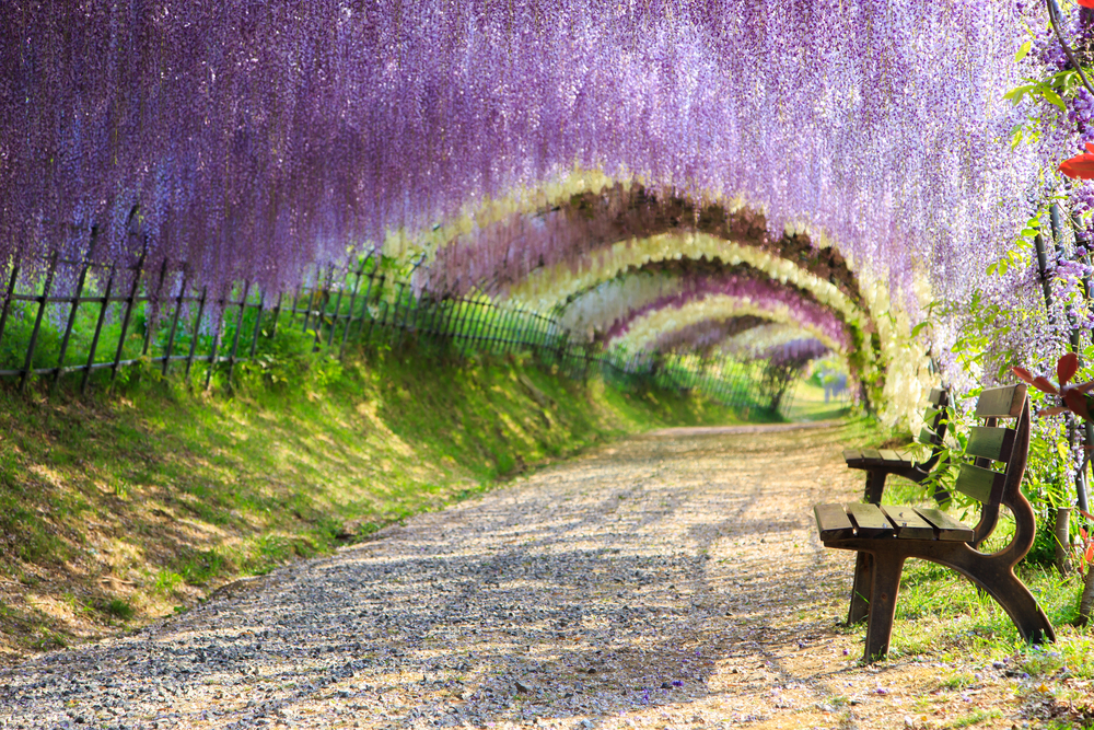 29. Wisteria Flower Tunnel, Kawachi Fuji Garden, Kitakyushu, Japan