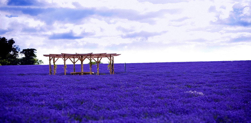 5. Lavender Fields, Provence , France