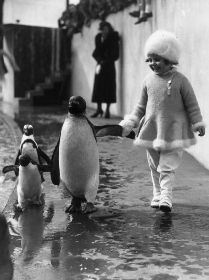 19. A little girl holds a penguin's flipper as they walk together around the London Zoo, 1937