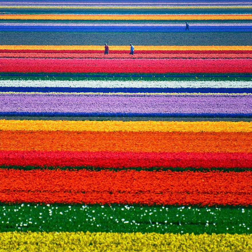 12-tulip-fields-in-netherlands