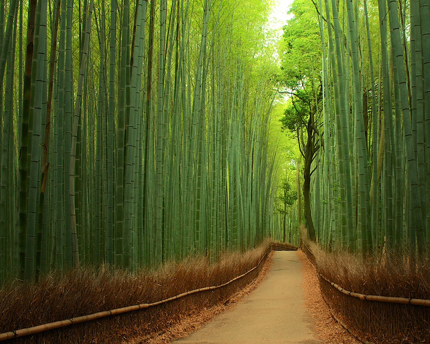 21-bamboo-forest-japan